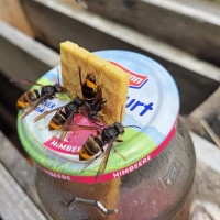 Asiatische Hornissen fliegen derzeit diese Locktöpfe in Ippesheim an. Eine von ihnen soll am Freitag mit einem Funksender ausgestattet werden. Damit hofft man, das Nest endlich zu finden.  (Foto: Günter Reisacher)