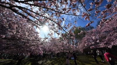 Im Münchner Olympiapark blühen bereits die Bäume. (Foto: Felix Hörhager/dpa)