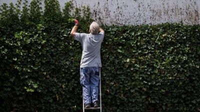 Naturschutz geht vor: Während der Brutzeit dürfen Hecken nicht radikal gestutzt werden.<br><br> (Foto: Andreas Arnold/dpa)