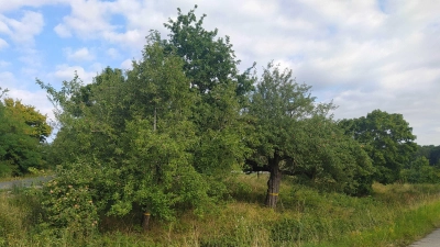 Apfelbäume mit einem gelben Band, wie hier nördlich von Grüb bei Weihenzell, können auch in diesem Jahr kostenlos abgeerntet werden. (Foto:  Landratsamt Ansbach/Volkmar Then)