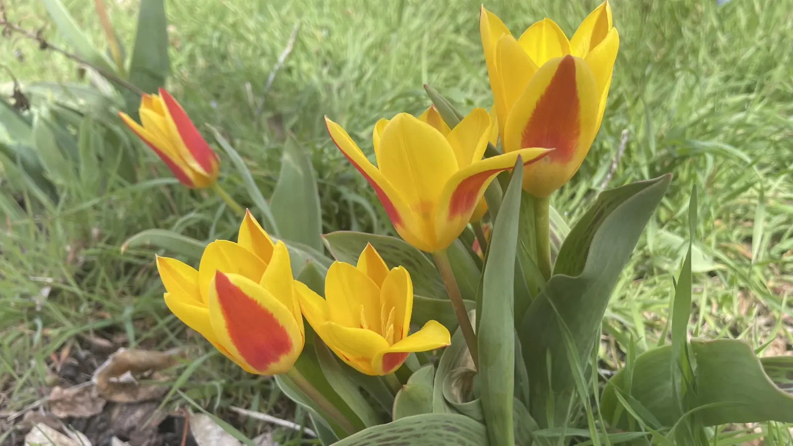 Damit Tulpen gut wachsen können, brauchen sie einen trockenen Standort. (Foto: Sarah Jentzsch)