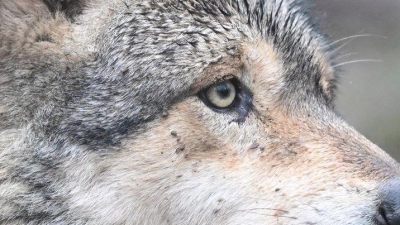 Wölfe haben sich in den vergangenen Jahren wieder in Deutschland ausgebreitet. (Symbolbild) (Foto: Bernd Weißbrod/dpa)