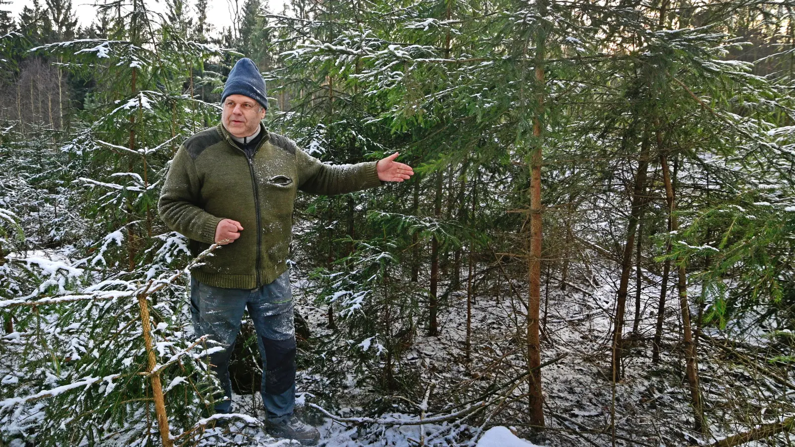 Friedrich Bauer holt als Weihnachtsbäume Fichten aus dem eigenen Wald, die im Zuge der Durchforstung sowieso irgendwann gefällt werden müssten. (Foto: Jim Albright)