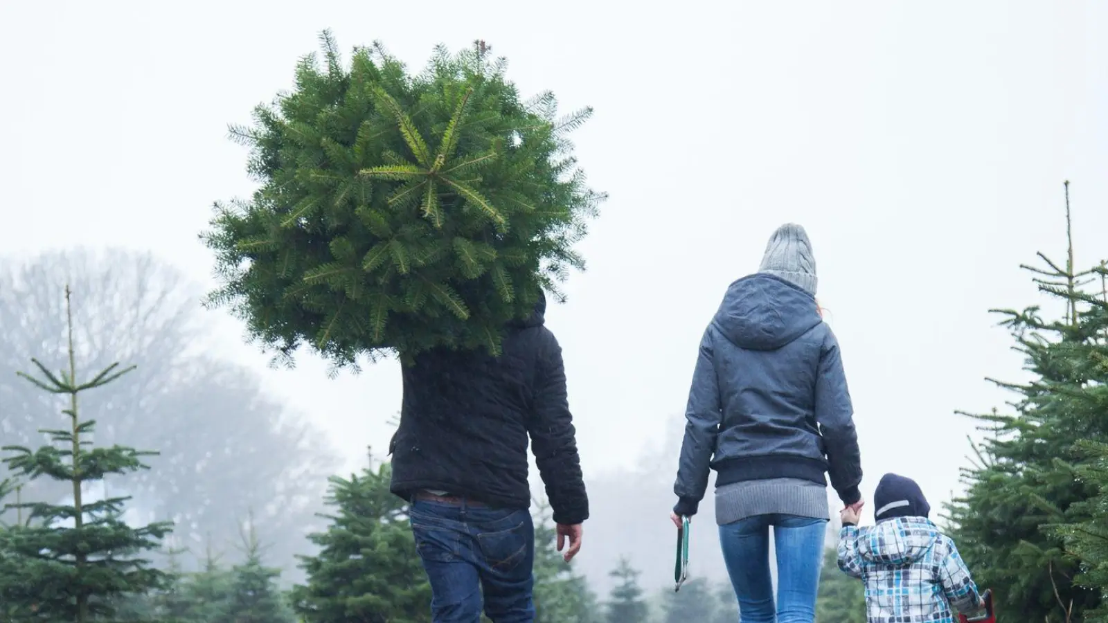 Ob selbst geschlagen oder aus dem Baumarkt, erst mit einem Christbaum wird Weihnachten für viele erst zum Fest. (Foto: Christin Klose/dpa-tmn)