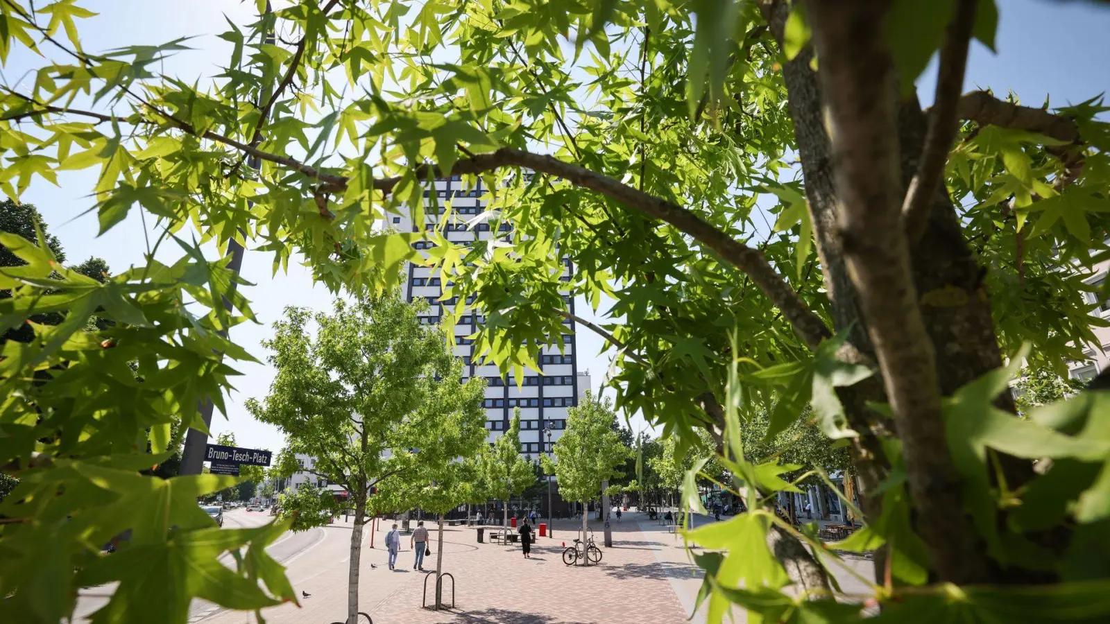 Stadtbäume helfen, an heißen Tagen für etwas Kühlung zu sorgen. (Symbolbild) (Foto: Christian Charisius/dpa)