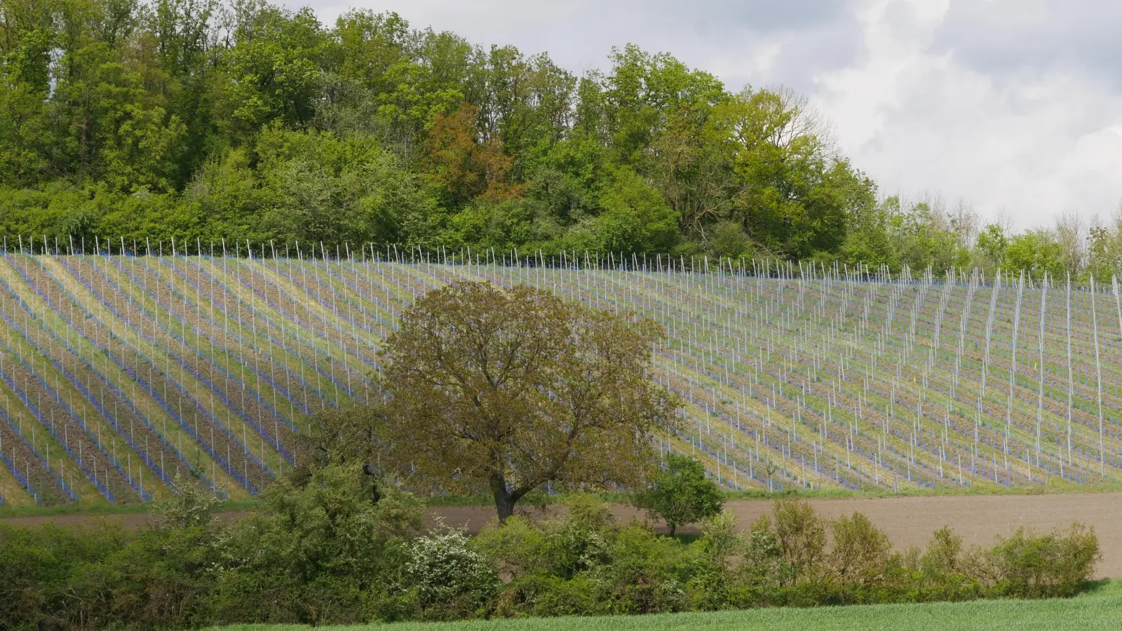 Die Winzer und Winzerinnen im Landkreis teilen das Schicksal ihrer Kollegen in ganz Franken und Deutschland: Die beiden kalten Nächte am Wochenanfang sorgten für gewaltige Schäden im Weinberg. (Foto: Ulli Ganter)