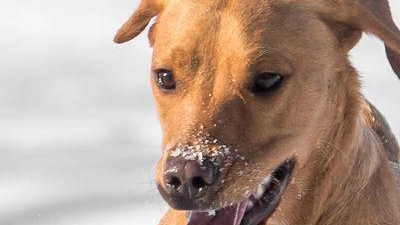 Ein erhöhter Energiebedarf sorgt dafür, dass viele Tiere im Winter mehr Futter benötigen: Hochwertige Proteine und Fette unterstützen die Gesundheit. (Foto: Benjamin Nolte/dpa-tmn)