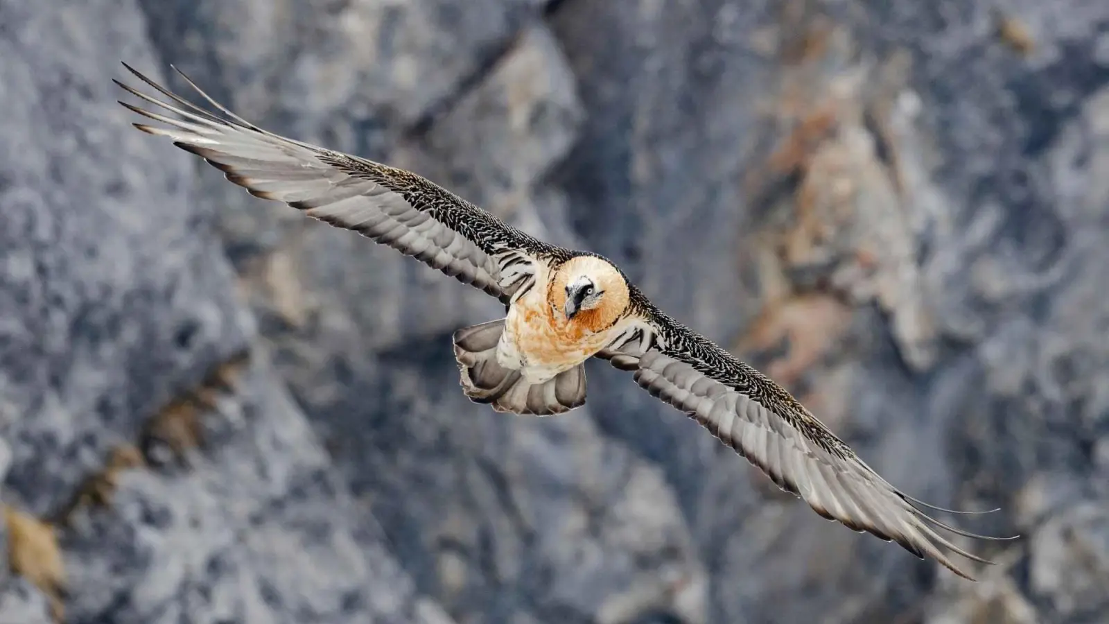 Imposant: Ein Bartgeier vor einer Bergwand. In Berchtesgaden wurde am 24. Juni wieder ein Pärchen ausgewildert. Unterstützung für das dortige Projekt kommt aus Neustadt/Aisch.  (Foto: Hansruedi Weyrich)