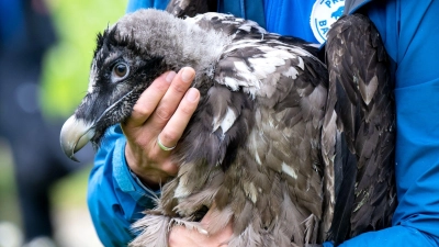 Als Recka ausgewildert wurde, war sie noch klein und konnte nicht fliegen. Jetzt hat sie schon einen Partner. (Archivbild)  (Foto: Sven Hoppe/dpa)