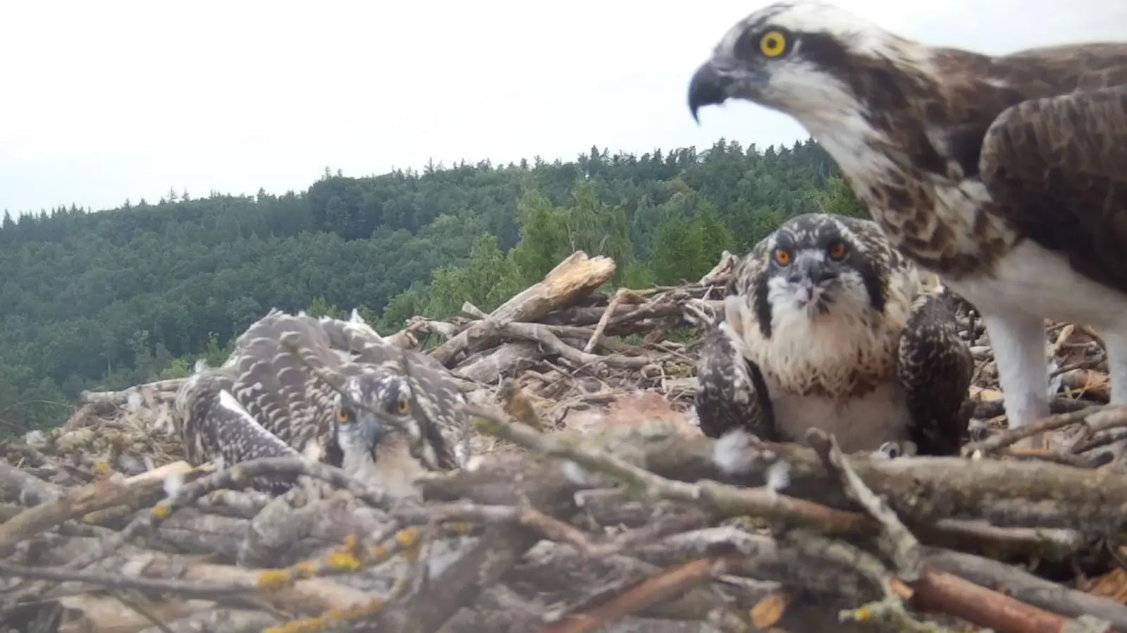 Familienleben am Horst: Die Fischadlermutter bei der Fütterung ihrer beiden Jungen. Mit dem ersten Flug des Nachwuchses wird es wohl noch etwa eine Woche dauern.  (Foto: Wildkamera )