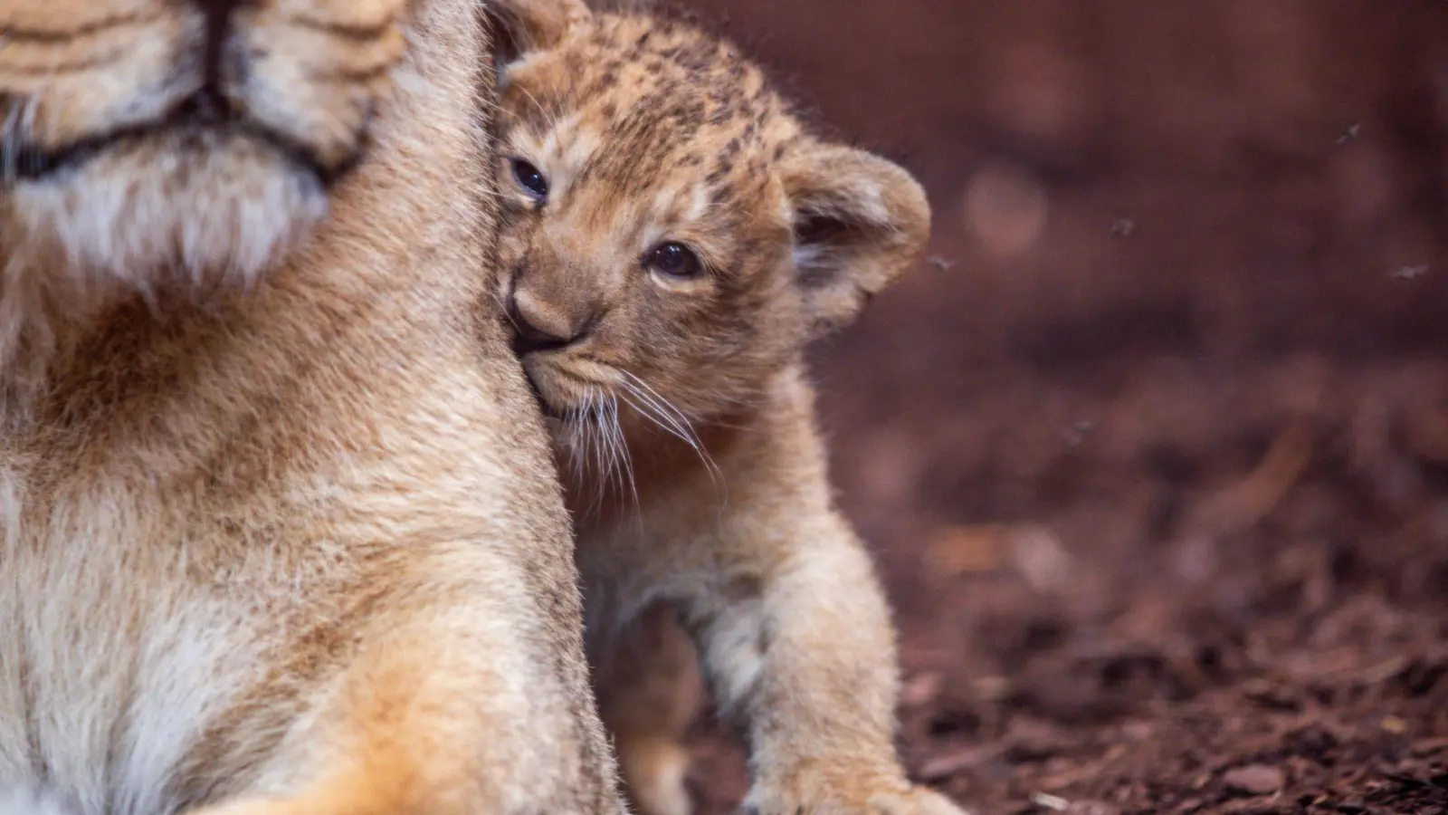 Der fast acht Wochen alte kleine Löwe aus dem Schweriner Zoo hat nun einen Namen. Er heißt Santosh. (Archivbild) (Foto: Jens Büttner/dpa)