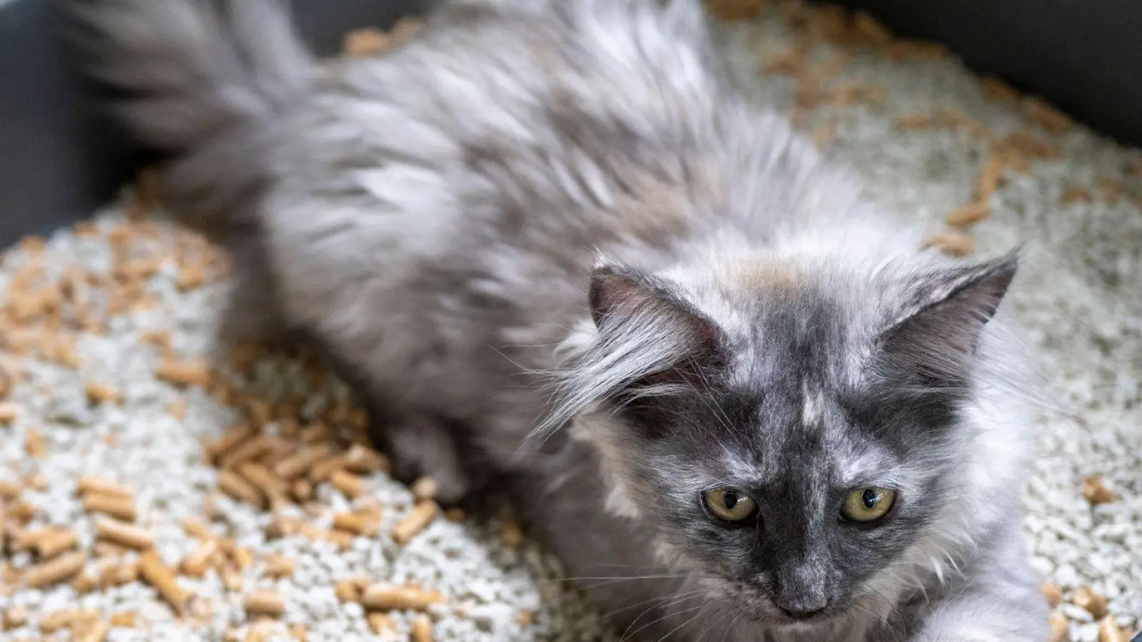 Katzen nehmen saubere Klos besser an. Für eine einfache Reinigung sollte die Streu-Produkte Flüssigkeit gut binden. (Foto: Monika Skolimowska/dpa)