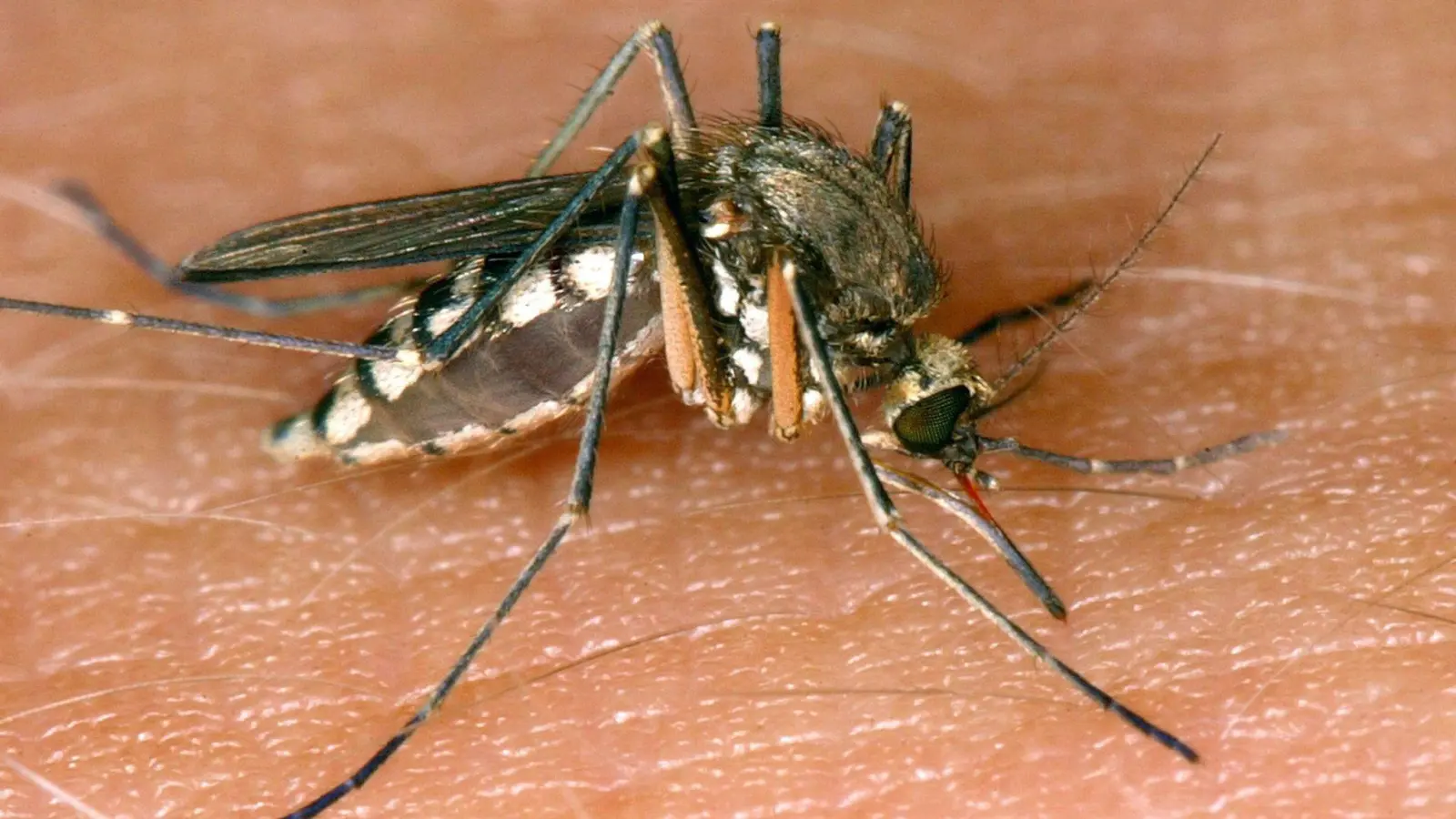 Eine West-Nil-Virus-Infektion in Rheinland-Pfalz ist die erste bekannte Ansteckung im Inland in diesem Jahr. (Symbolbild) (Foto: Andreas Lander/dpa-Zentralbild/dpa)