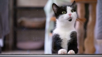  In Deutschland gibt es bislang keine allgemeine Chip- und Registrierungspflicht für alle Hunde und Katzen. (Foto: Sebastian Kahnert/dpa)
