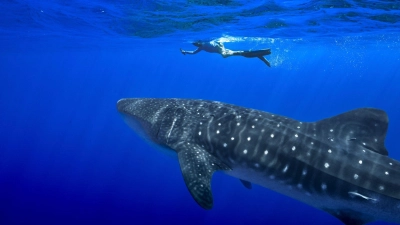 Unter anderem für den Wahlhai beschloss die Weltartenkonferenz in Samarkand ein kommerzielles Handelsverbot. (Archivbild) (Foto: Flora Tomlinson-Pilley/AP/dpa)