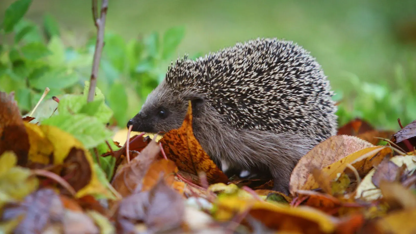 Viele Igelstationen sind momentan brechend voll. Nicht jedem Igel kann dabei noch geholfen werden, denn oft erreichen die Auffangstationen völlig unterernährte Tiere. (Foto: Karl-Josef Hildenbrand/dpa)