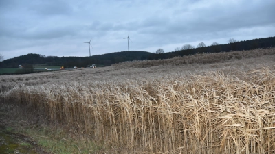 Ein Miscanthusfeld bei Pahres nahe Gutenstetten an der Bundesstraße 470. Es bleibt über den Winter stehen. Geerntet wird im Frühjahr. Miscanthus wird auch Elefantengras oder Chinaschilf genannt. (Foto: Anita Dlugoß)