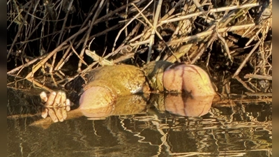 Glücklicherweise stellte sich der Fund schnelle als Spielzeugpuppe und nicht als Kinderleiche heraus.  (Foto: -/Polizei Südhessen/dpa)