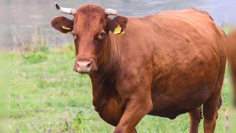 Das Rind hält sich vermutlich in einem Waldgebiet südlich von Esbach auf.  (Symbolbild: dpa/Julian Stratenschulte)