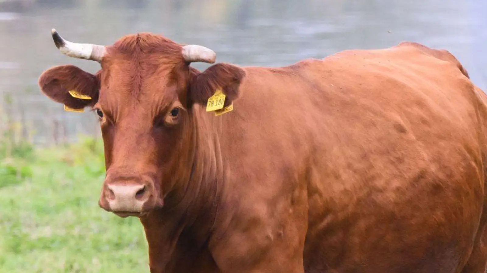 Ein Zuchtrind hat einen Landwirt in Mörlbach im Landkreis Neustadt/Aisch-Bad Windsheim schwer verletzt. (Symbolbild: Julian Stratenschulte/dpa)