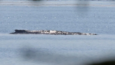 Der Buckelwal war auch am Mittwoch deutlich zu hören. (Foto: Bernd Wüstneck/dpa)