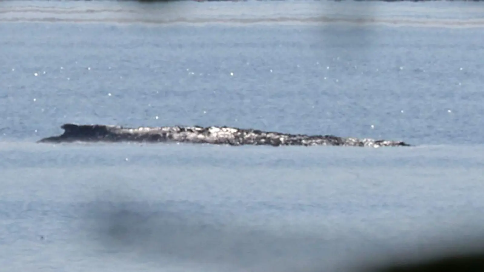 Der Buckelwal war auch am Mittwoch deutlich zu hören. (Foto: Bernd Wüstneck/dpa)
