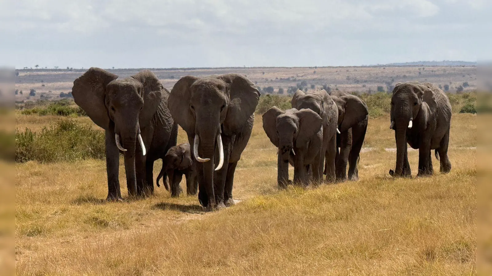 In der Nähe des Unfallorts befindet sich ein privater Wildpark, in dem zahlreiche Elefanten leben. (Symbolbild) (Foto: Eva Krafczyk/dpa)