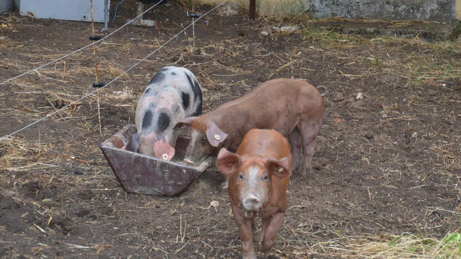 Stella, Mucy und Emma, Ferkel der „Duroc-Kreuzung“, wachsen in einem eigenen Stall und Freilauf im Pfarrgarten in Gerolfingen auf und werden zur Renovierung der St.-Erhards-Kirche beitragen. (Foto: Peter Tippl)