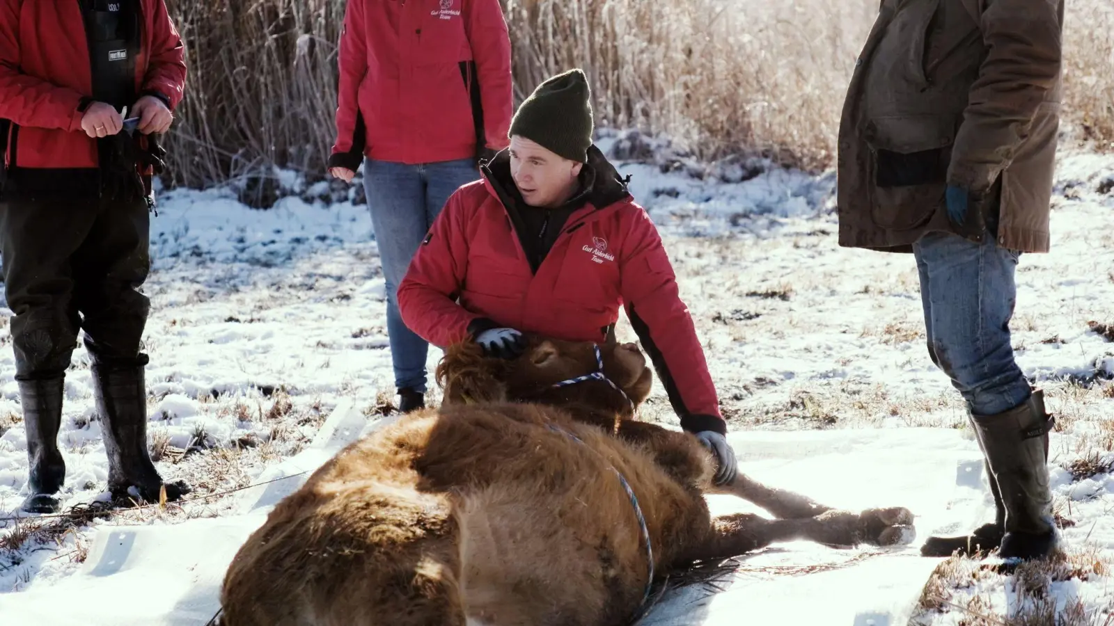 Nach etwa einem halben Jahr ist die Kuh Arielle eingefangen worden. (Handout) (Foto: Gut Aiderbichl/dpa)