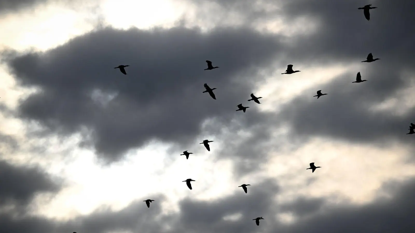 Ein mögliches Kormoran-Management könnte noch in diesem Jahr starten. (Archivbild)  (Foto: Felix Kästle/dpa)