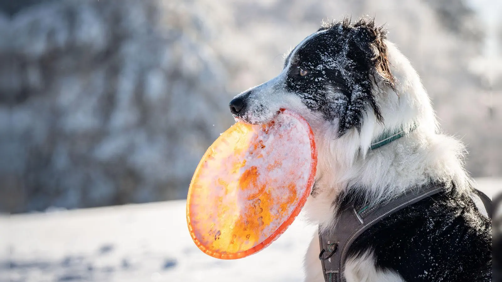 Toben im Schnee: Landen Eisklumpen im Magen, kann das für den Hund unangenehm werden. (Foto: Frank Rumpenhorst/dpa/Frank Rumpenhorst/dpa)