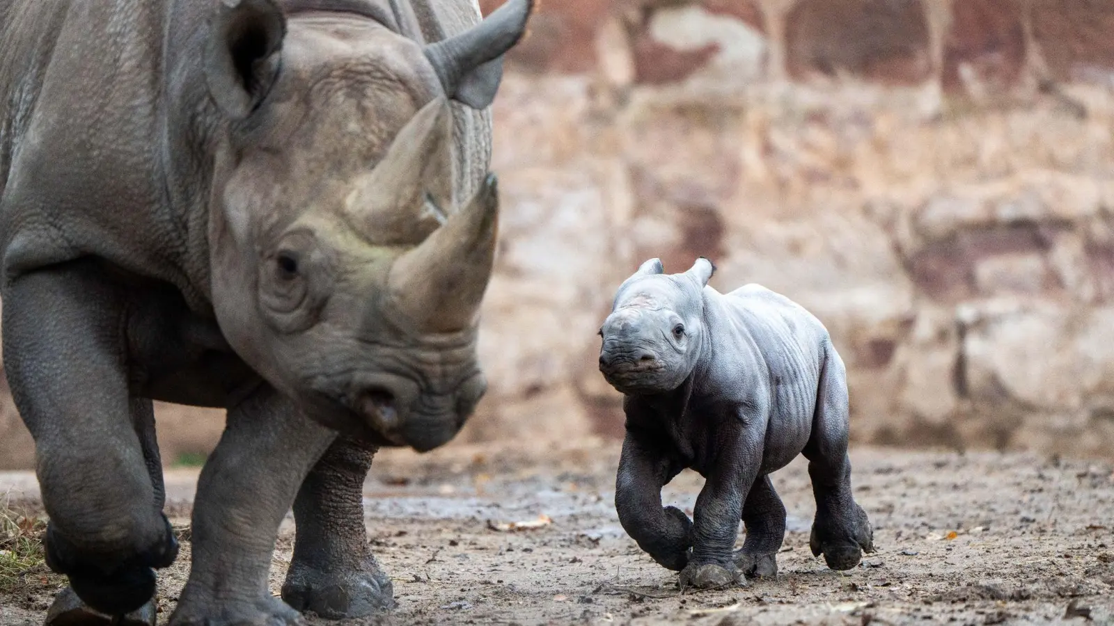 Das kleine Nashornjunge läuft neben seiner Mutter im Chester Zoo. (Foto: Chester Zoo/dpa)