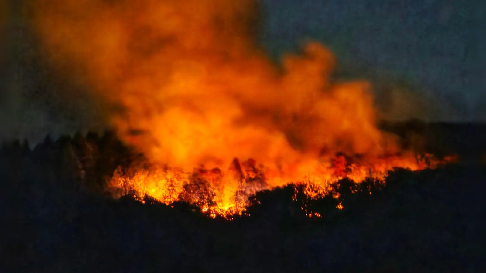 In der Nacht brannte es lichterloh in dem Waldgebiet in Rheinland-Pfalz.    (Foto: Sebastian Schmitt/dpa)