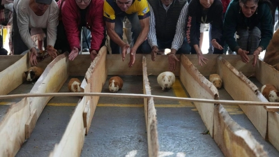 Meerschweinchenrennen gehören in mehreren Regionen Ecuadors zu den Volksbräuchen. (Foto: Dolores Ochoa/AP/dpa)