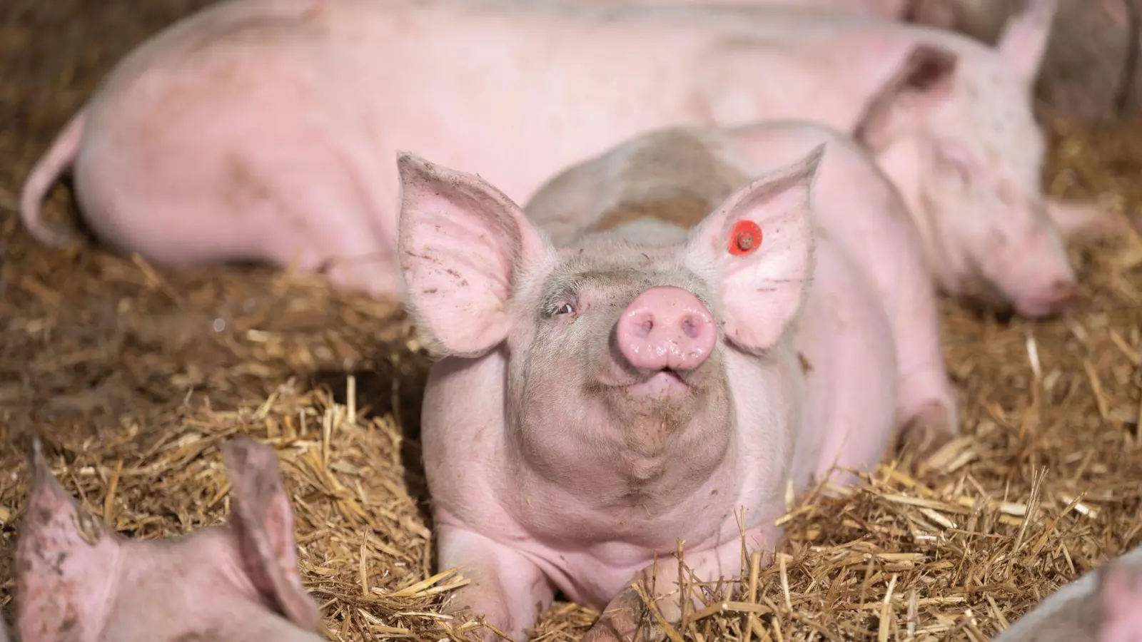 Eine Ammoniakvergiftung hat ein Ehepaar in einem Schweinestall erlitten.  (Symbolbild: Marijan Murat/dpa)