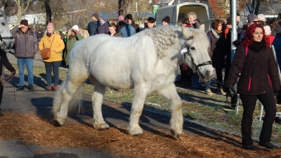 Die Vorfreude auf den beliebten Pferdemarkt ist wieder groß. (Foto: Stadt Creglingen)