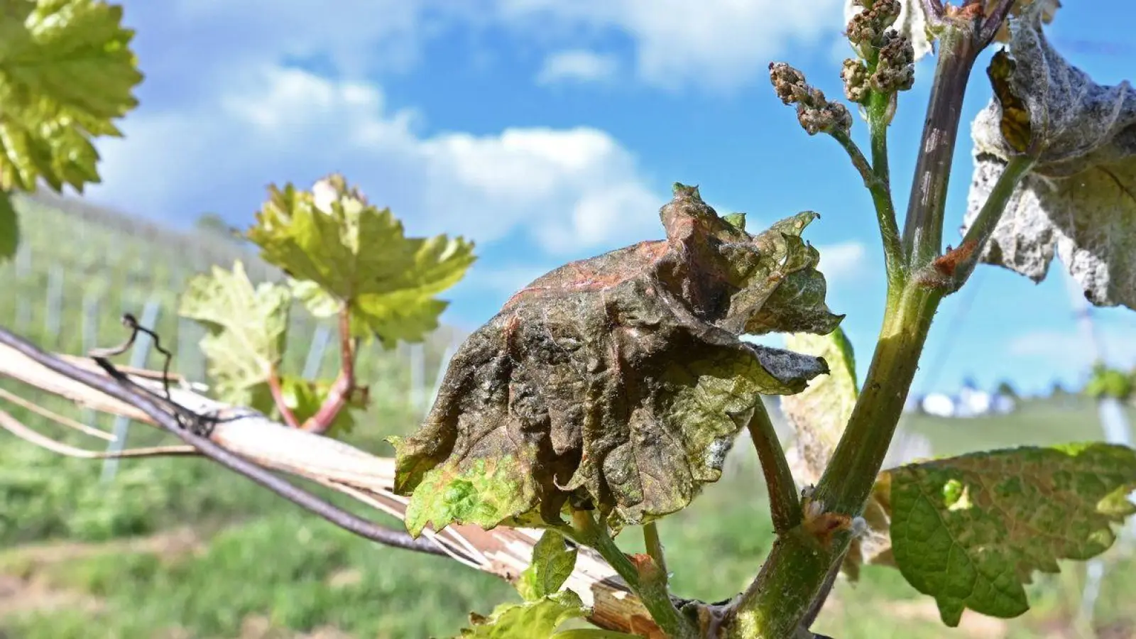 Nach Frostnächten fürchten Winzer und Obstbauern Ernteausfälle. (Foto: Bernd Weißbrod/dpa)