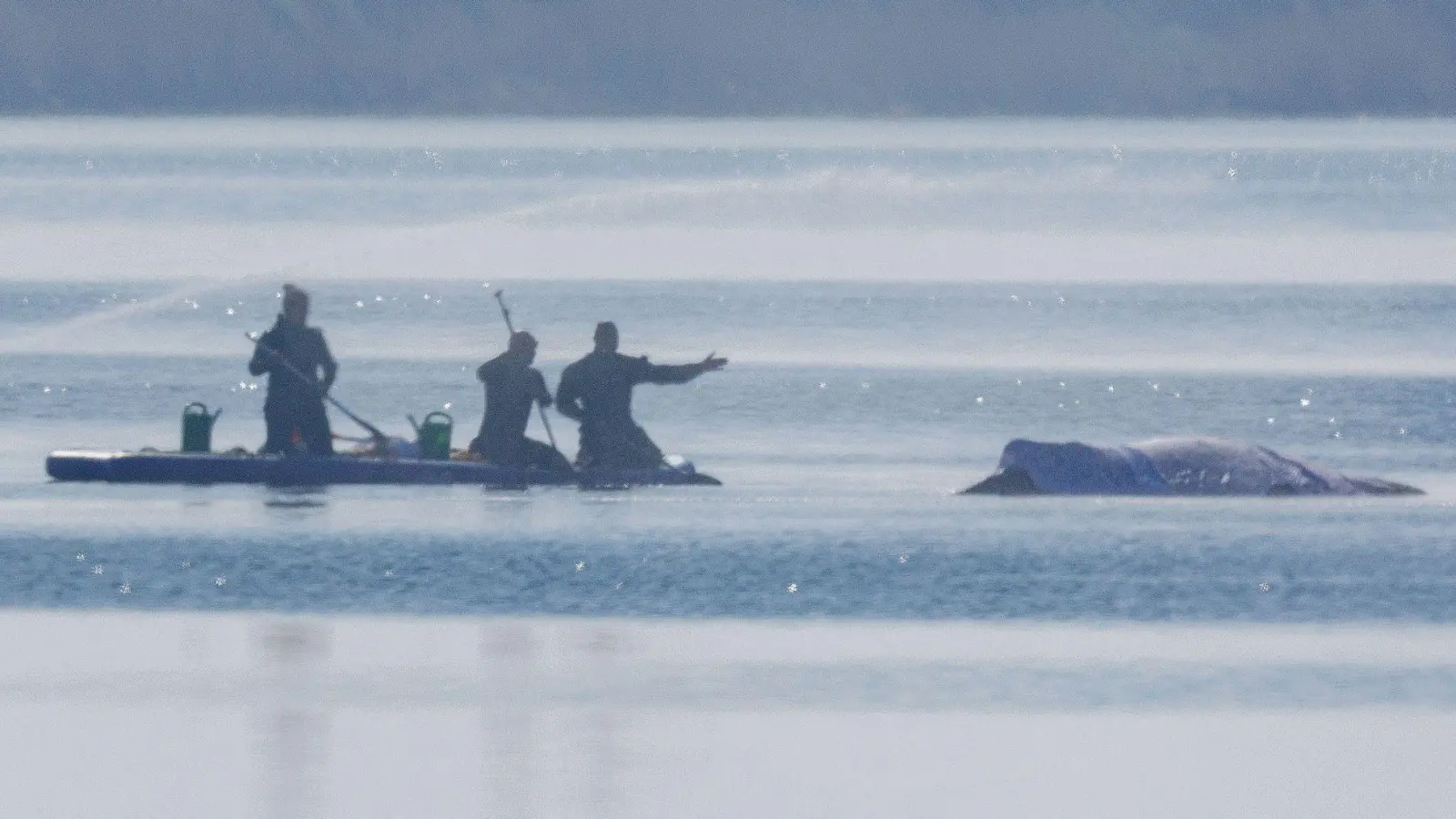 Am Freitag lief die private Rettungsaktion des vor der Ostsee-Insel Poel gestrandeten Buckelwals weiter auf Hochtouren. (Foto: Jens Büttner/dpa)