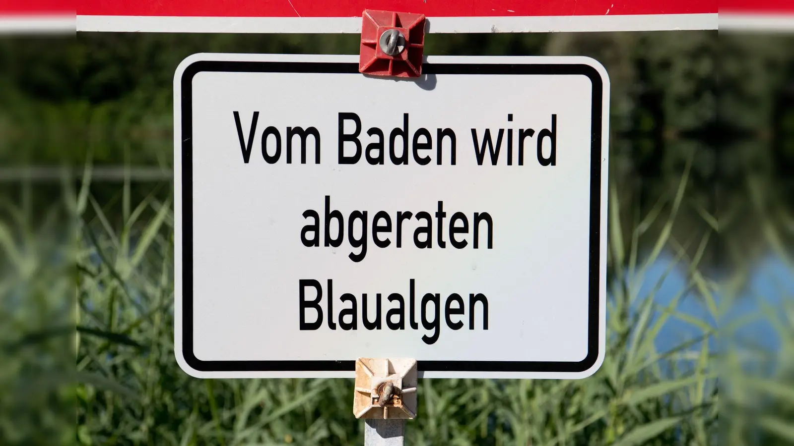 Die bayerischen Gesundheitsämter warnen an mehrere Badeseen vor Blaualgen. (Symbolbild) (Foto: Julian Stratenschulte/dpa)
