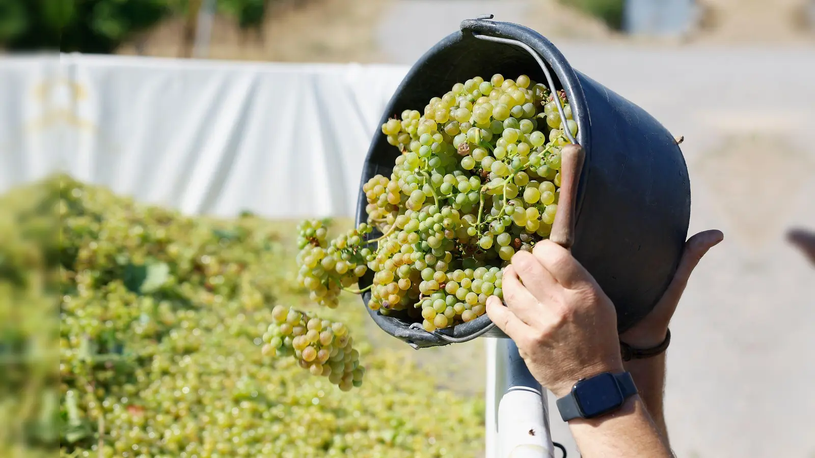 Es wird prickelnd - bald gibt es wieder Federweißer. (Archivbild) (Foto: Heiko Becker/dpa)