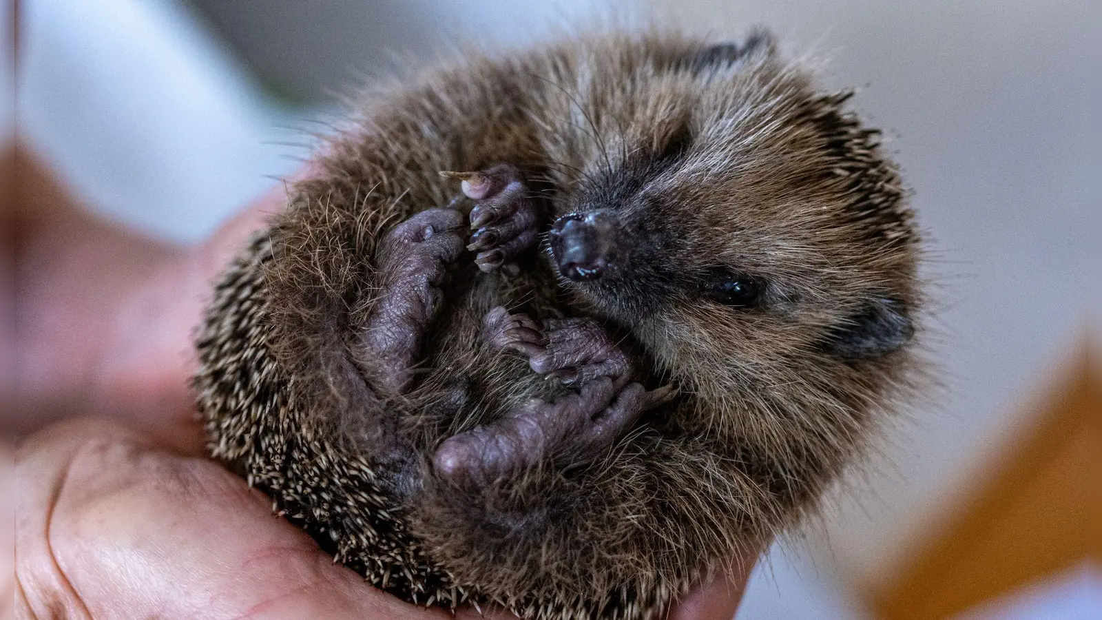 Nach dem Winterschlaf sind Igel ausgehungert. Doch früh im Jahr finden sie noch nicht genug zu fressen. (Symbolfoto)  (Foto: Armin Weigel/dpa)