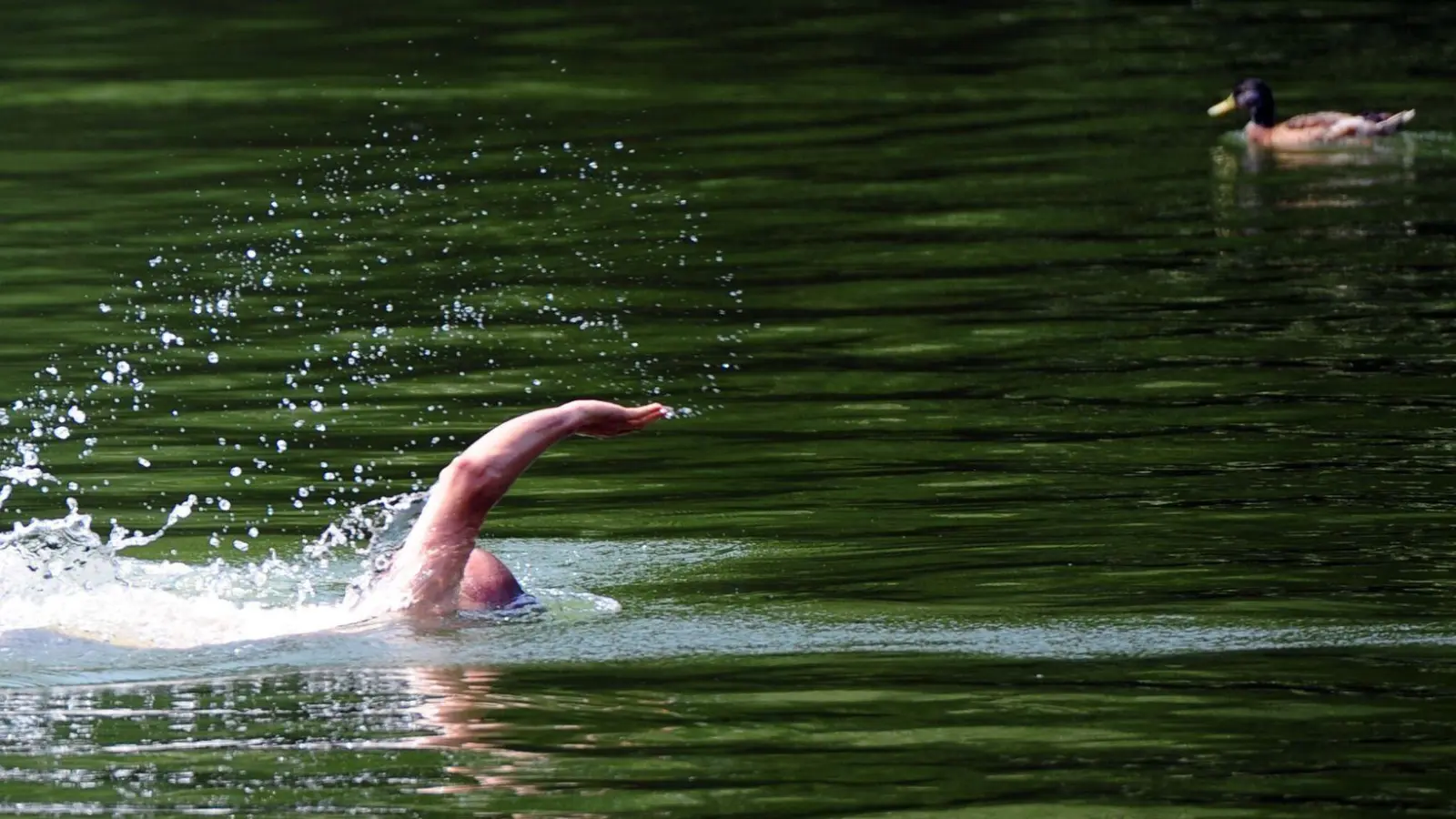 Wer im See schwimmt, ist nie allein - im Gewässer sind auch viele Fische unterwegs.  (Foto: Daniel Reinhardt/dpa/dpa-tmn)