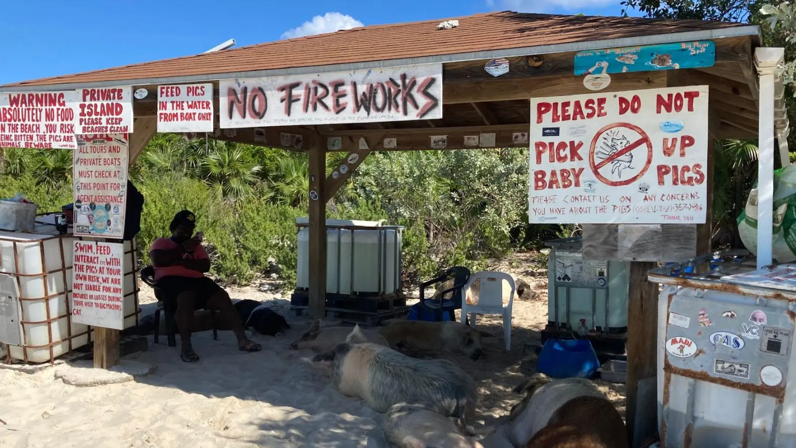 Noch schlafen sie unter einem Verschlag am Strand. Doch sobald die ausgewilderten Hausschweine auf Big Mayor Island Besucher wittern, stehen sie auf und laufen oder schwimmen ihnen entgegen. (Foto: Simone Spohr/dpa-tmn)