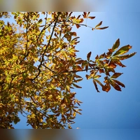 Der Herbst zeigt sich in den nächsten Tagen mit milderen Temperaturen. (Symbolbild)  (Foto: Katharina Kausche/dpa)