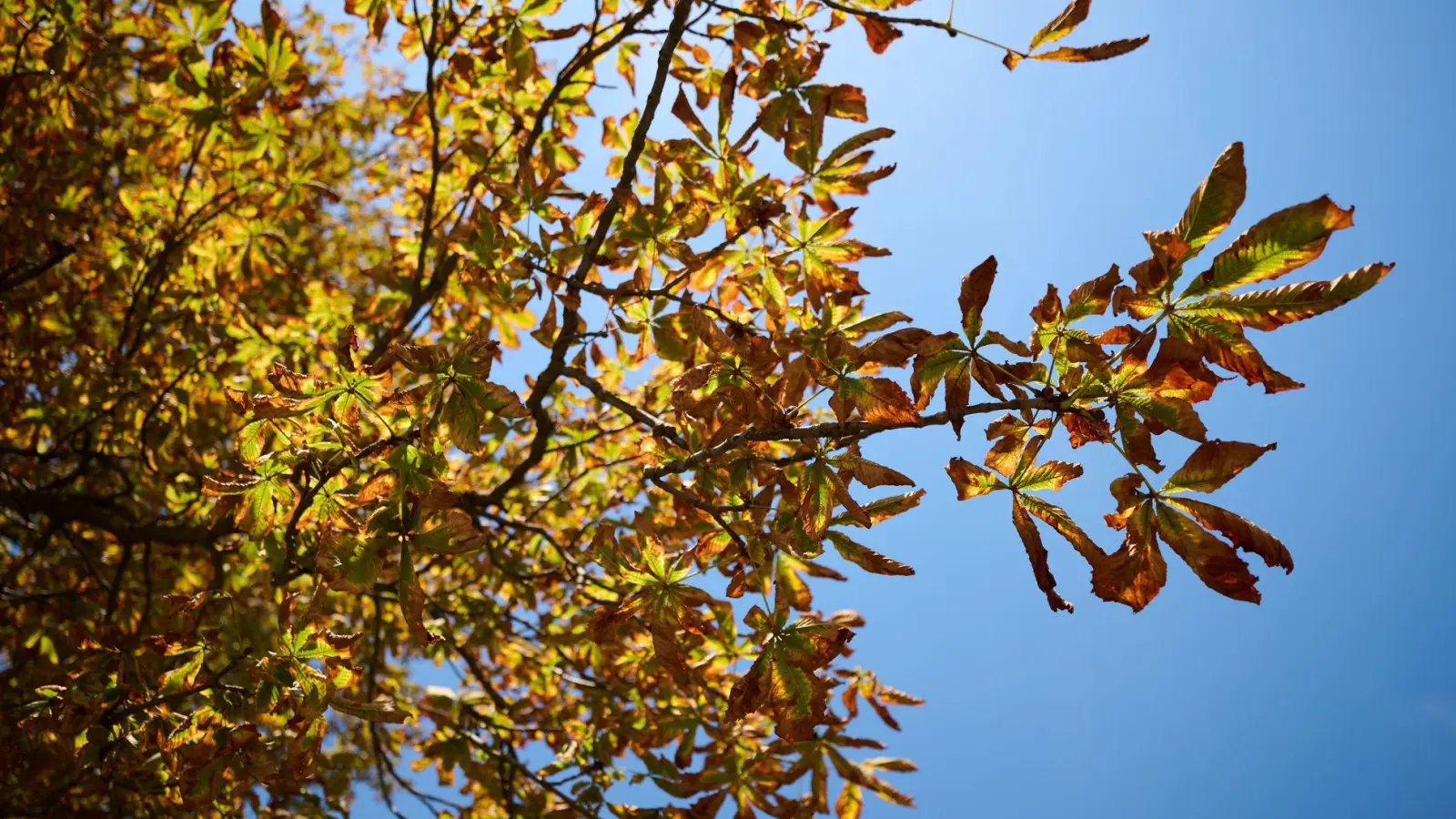 Der Herbst zeigt sich in den nächsten Tagen mit milderen Temperaturen. (Symbolbild)  (Foto: Katharina Kausche/dpa)