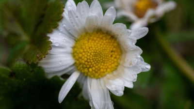 An Ostersonntag wird es zunächst verbreitet sonnig. (Symbolbild) (Foto: Pia Bayer/dpa)