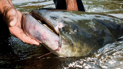 Bei dem „Killer-Waller“ handelte es sich Fachleuten zufolge wohl um einen besorgten Fisch-Vater, der seinen Nachwuchs schützen wollte. (Symbolbild) (Foto: Patrick Pleul/dpa)