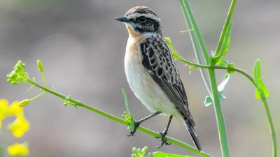 Das Braunkehlchen wurde 2022 von Naturschutzverbänden zum „Vogel des Jahres“ gekürt. (Foto: Patrick Pleul/zb/dpa)