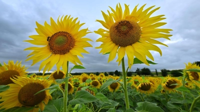 Sonnenblumen leuchten in Gelb vor dem regengrauen Himmel am Erfurter Stadtrand. (Foto: Martin Schutt/dpa)