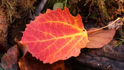 Während das „Zittern wie Espenlaub” mit negativen Gefühlen wie Angst oder Frieren verbunden ist, geht einem beim Anblick der Herbstfärbung das Herz auf.  (Foto: Sven Finnberg)
